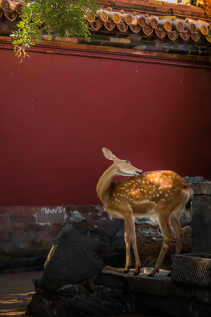 故宫神鹿-何必去奈良