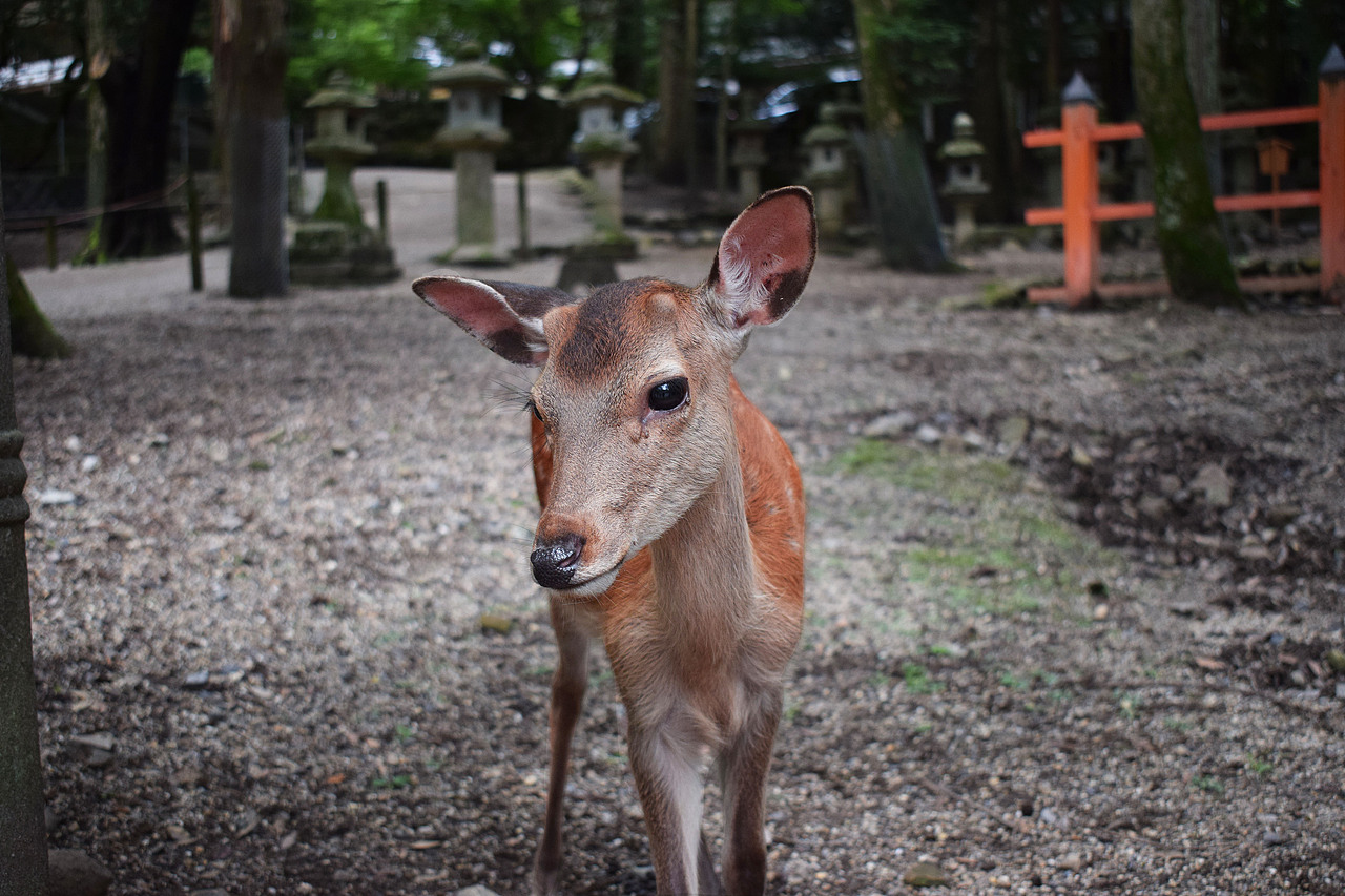 奈良小鹿