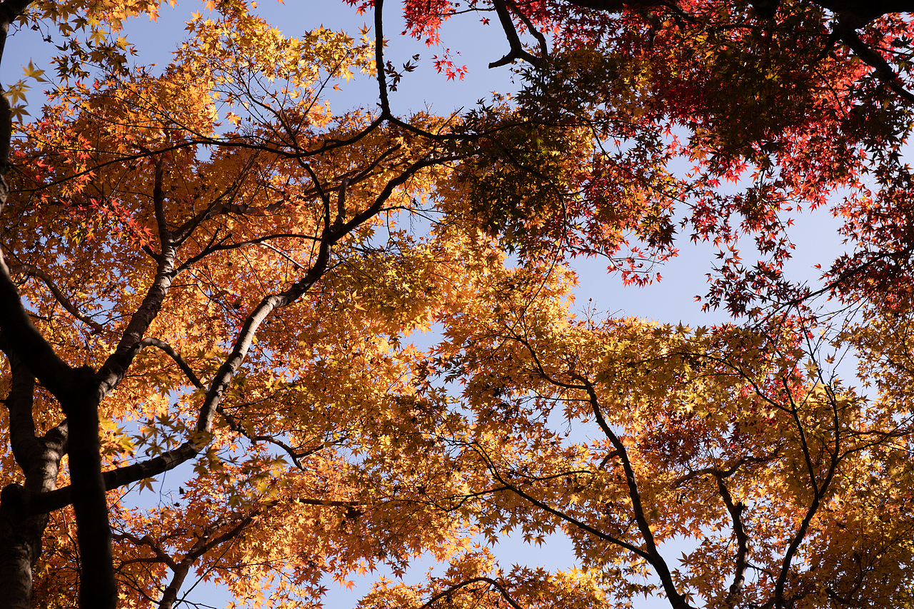 秋天的色彩（圖ZMzgxODcyOTYw） - 風光攝影 - 站酷設計師游在外面的魚原創(chuàng)素材 - 站酷ZCOOL