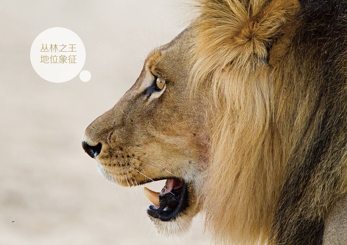 金征远品牌升级提案