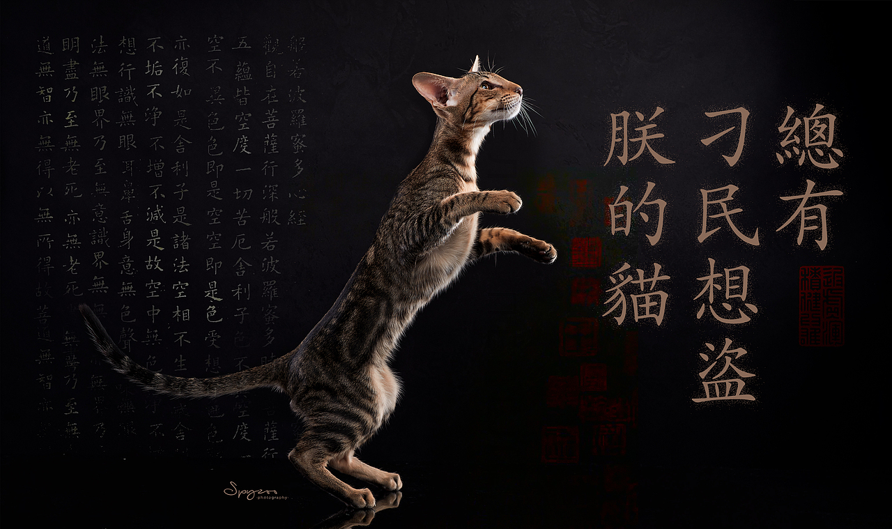 东方短毛猫天津影棚拍攝九月(图ZMjI1NTY5MzA4) - 宠物摄影 - 站酷设计师spyzoo原创素材 - 站酷ZCOOL