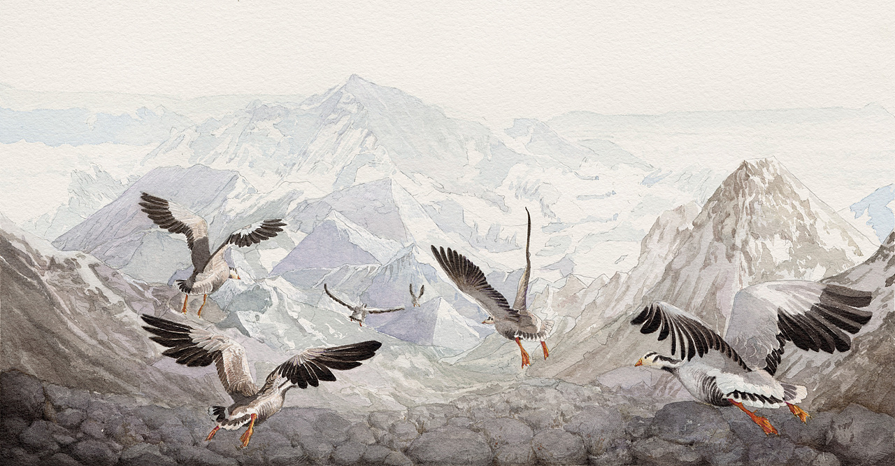 【繪本】-《飛越珠峰的斑頭雁》-水彩（圖ZMzAzNTQwNzM2） - 繪本 - 站酷設(shè)計(jì)師Mli花兒原創(chuàng)素材 - 站酷ZCOOL