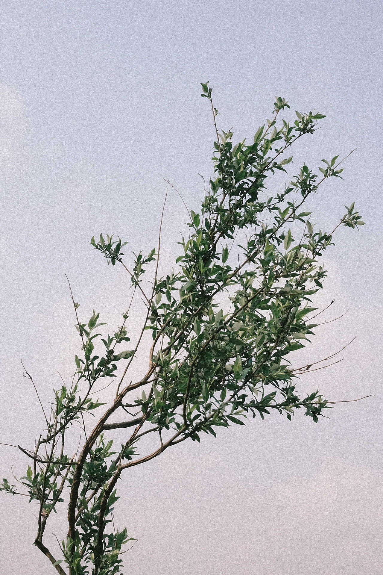 关于赏花这件事🌸（图ZMjkzOTk2NzY0） - 风光摄影 - 站酷设计师会拍照的葡萄原创素材 - 站酷ZCOOL