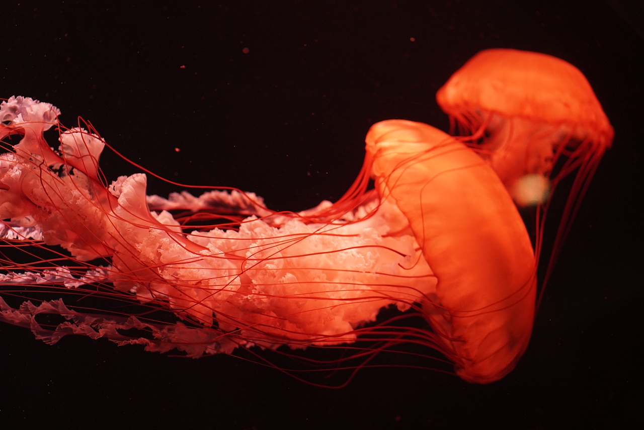 红水母-最美的衣裳莫过于你身上的红裙