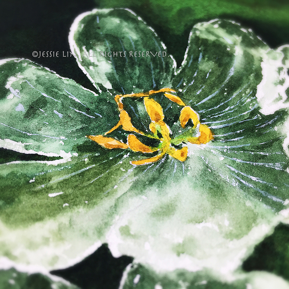 水彩山荷花|纯艺术|绘画|jessie一颗豆子 - 原创作品 - 站酷 (zcool)