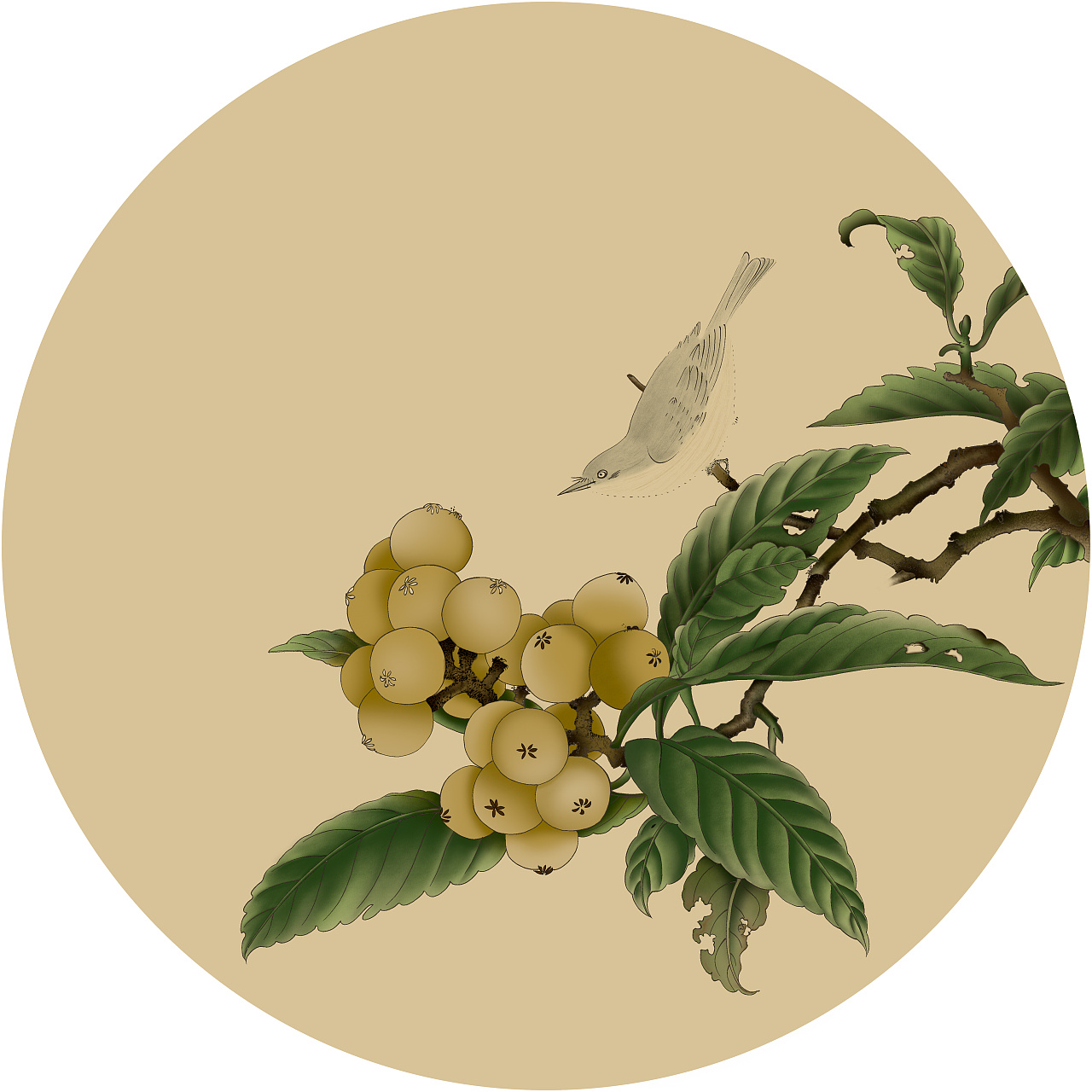 板绘·枇杷山鸟