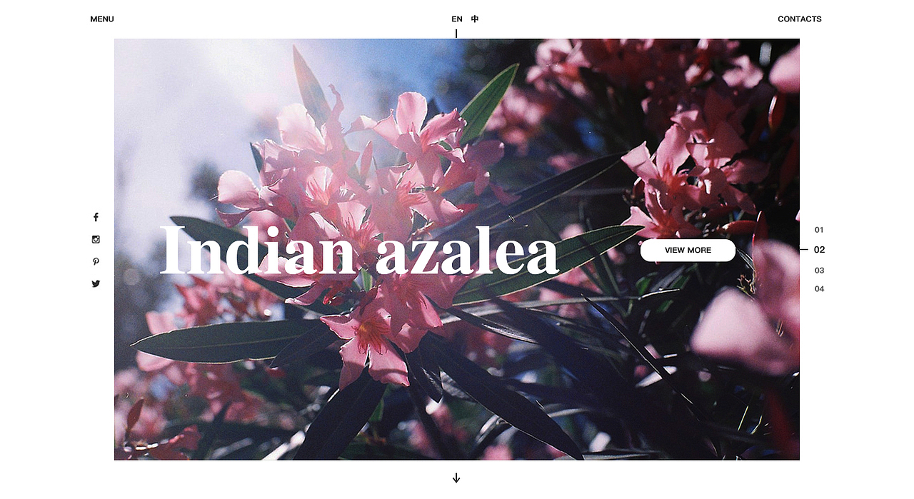 【网页设计临摹练习】Indian azalea