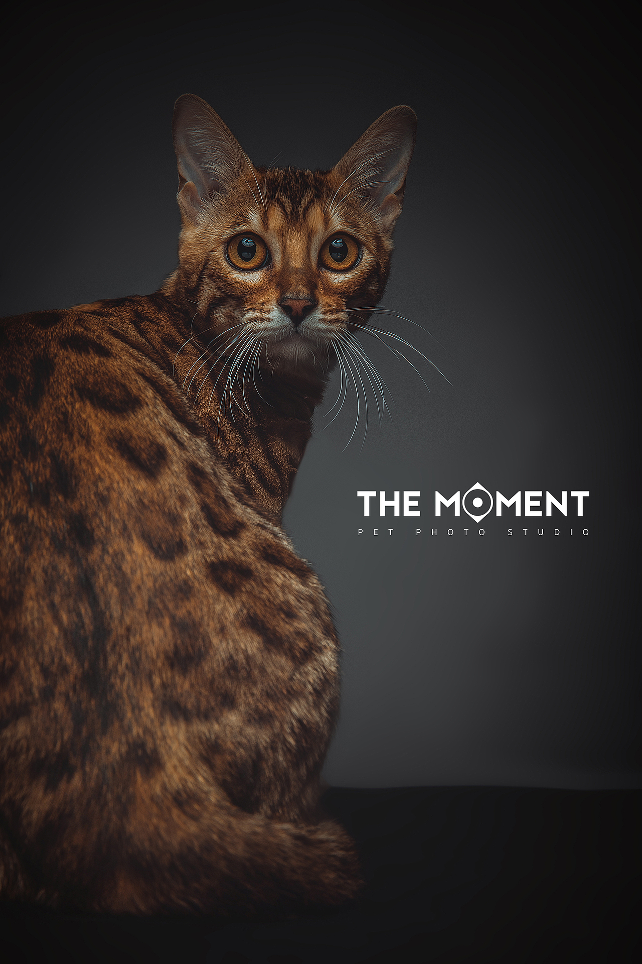 宠物摄影 四只豹猫（图ZMjg1Njc0MzQ0） - 宠物摄影 - 站酷设计师皆欢原创素材 - 站酷ZCOOL