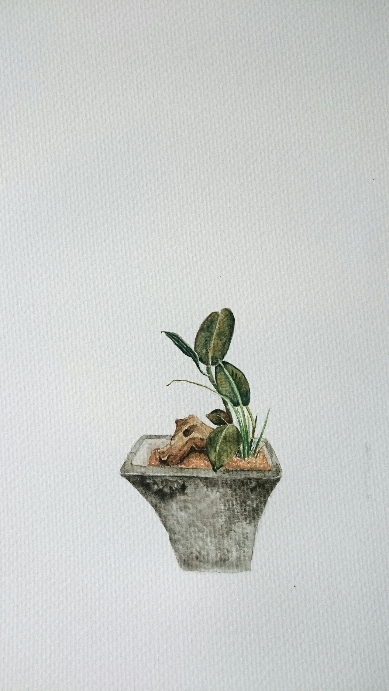 物喜--苔藓盆景绘画