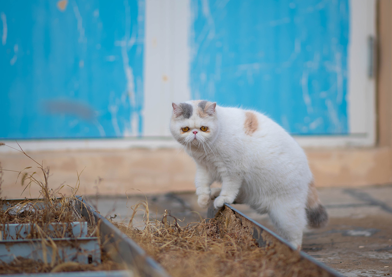 一只可爱的加菲猫