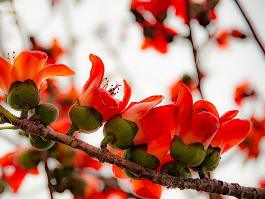 木棉花