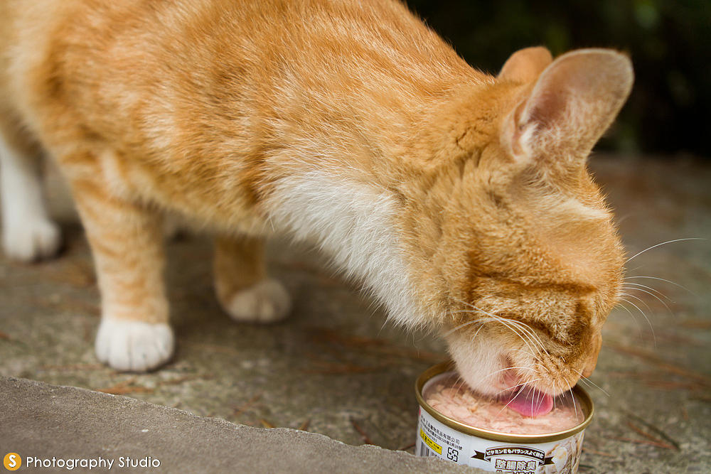 流浪的精灵(图ZOTkwNDY1Ng==) - 宠物摄影 - 站酷设计师司司Yokey原创素材 - 站酷ZCOOL