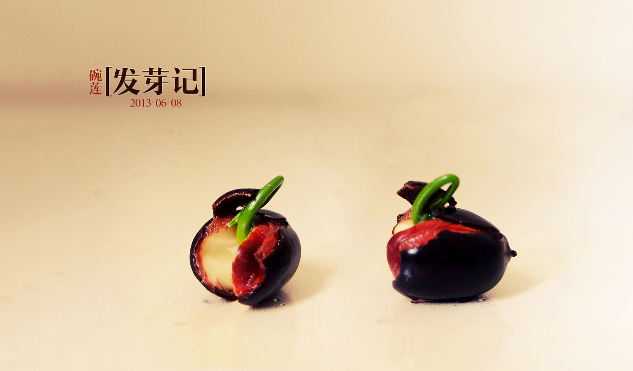 碗莲发芽记（图ZMTAwMjA2Njg=） - 产品摄影 - 站酷设计师雨山shear原创素材 - 站酷ZCOOL