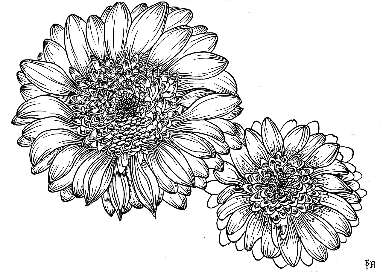 经典黑白手绘线描插画