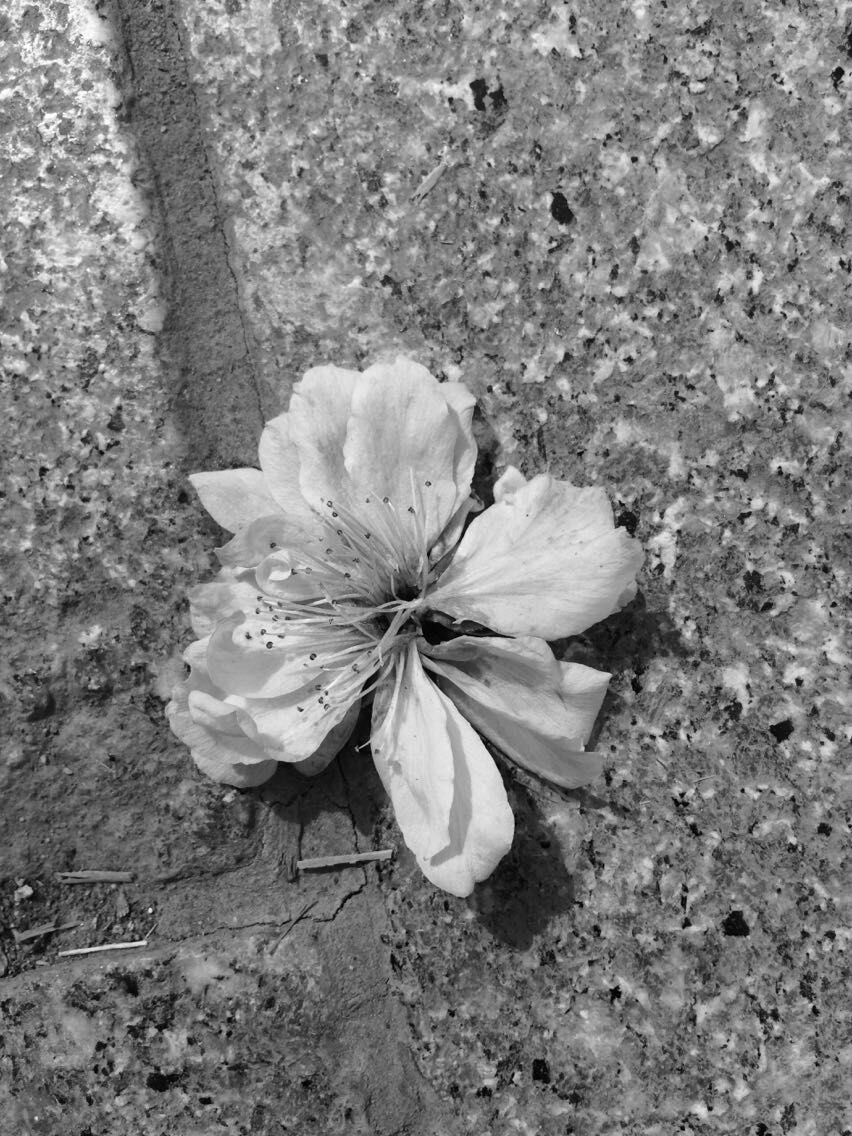 被丢弃的花朵图片图片