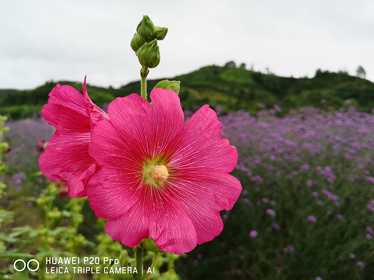 花海（图ZMTMzMjE0Nzky） - 风光摄影 - 站酷设计师梦醒时分sr原创素材 - 站酷ZCOOL