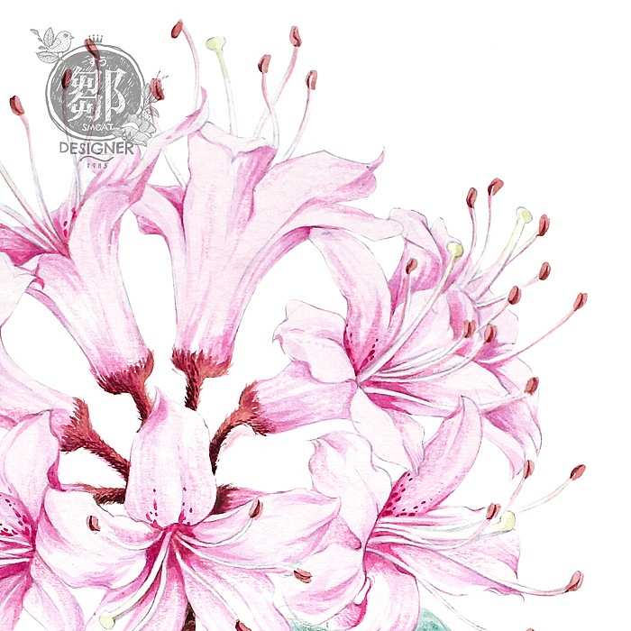 杜鹃花系列——广西杜鹃（图ZNzc5OTI3MDg=） - 商业插画 - 站酷设计师鄒慶原创素材 - 站酷ZCOOL