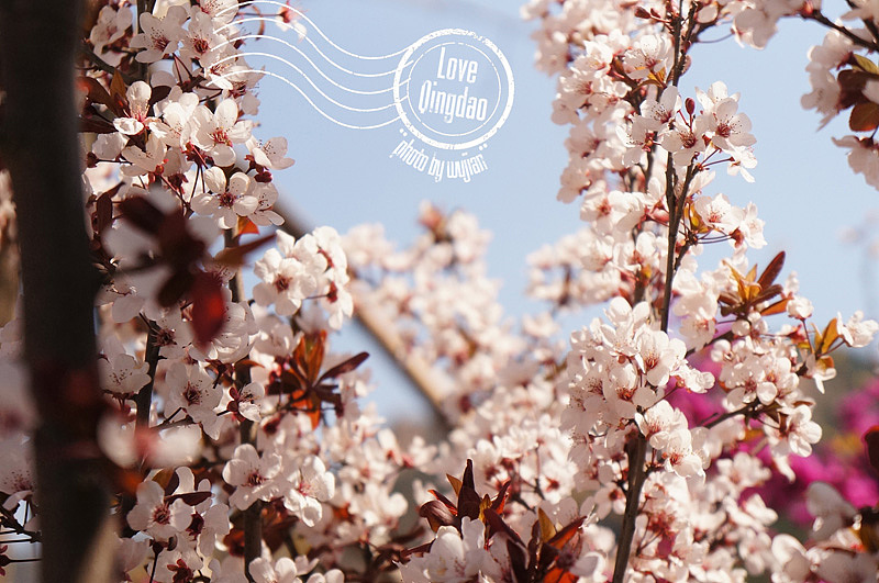 【wujian】倾国“青”城—Love QingDao