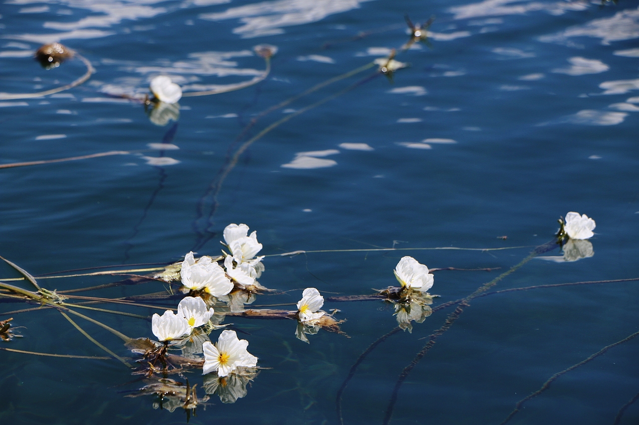 泸沽湖|水性杨花