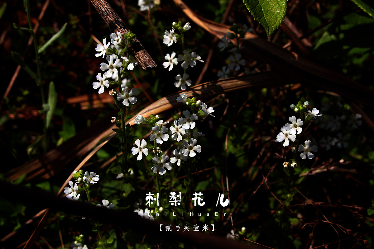 【贰弓夹壹米】刺梨花，好看带刺。（图ZNzc2NTI3NjA=） - 人文/纪实摄影 - 站酷设计师Roadarmor9原创素材 - 站酷ZCOOL
