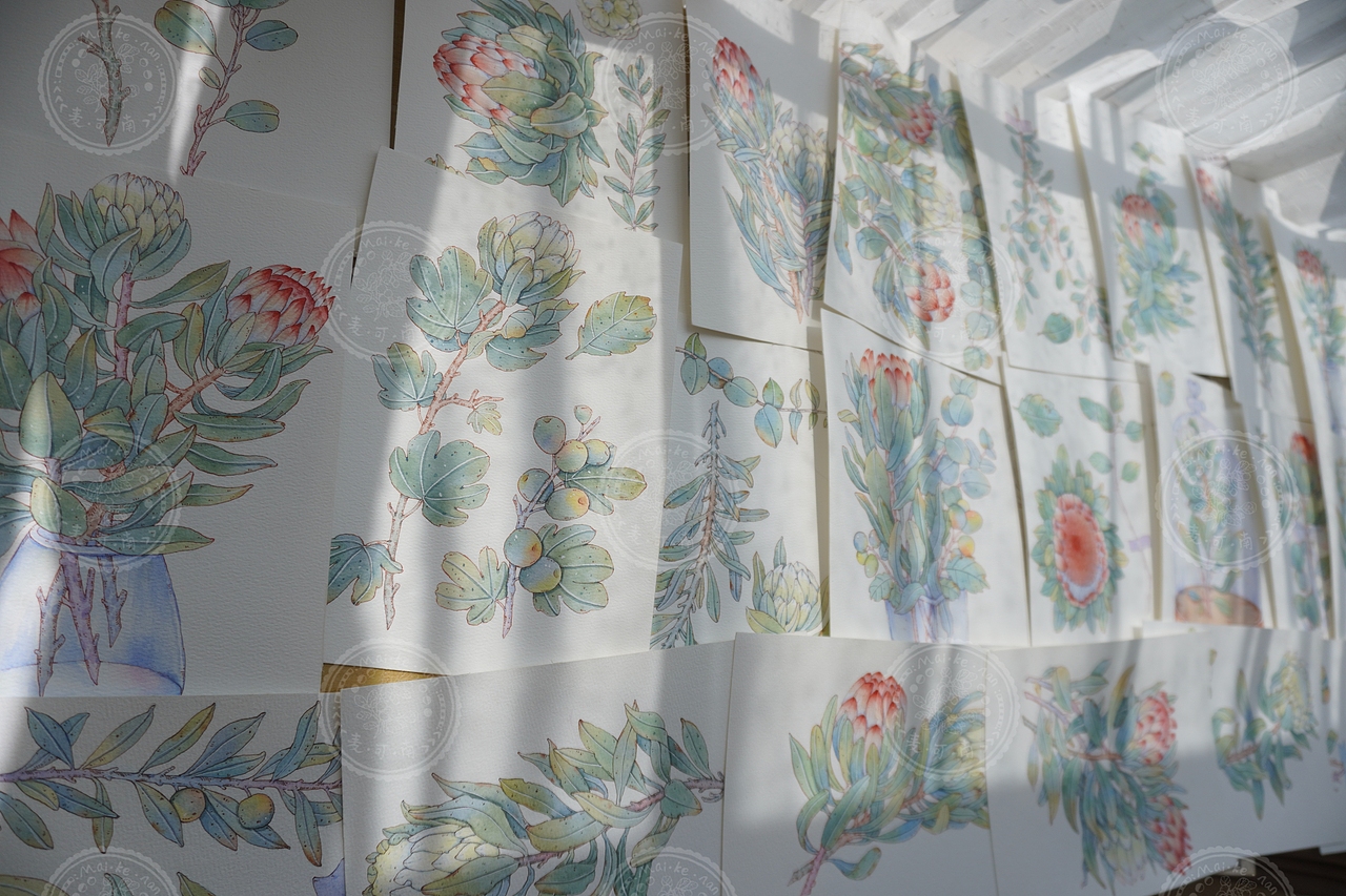 钢笔淡彩——南非帝王花商稿!