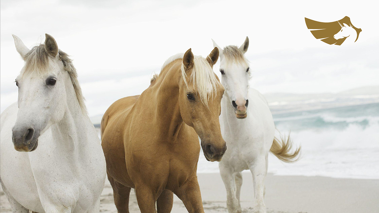 |品牌设计|天马假期 LOGO定稿