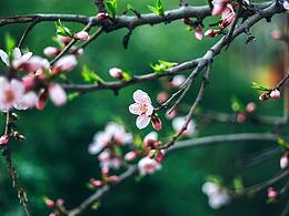 踏青采春摘桃花