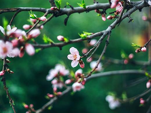 踏青采春摘桃花