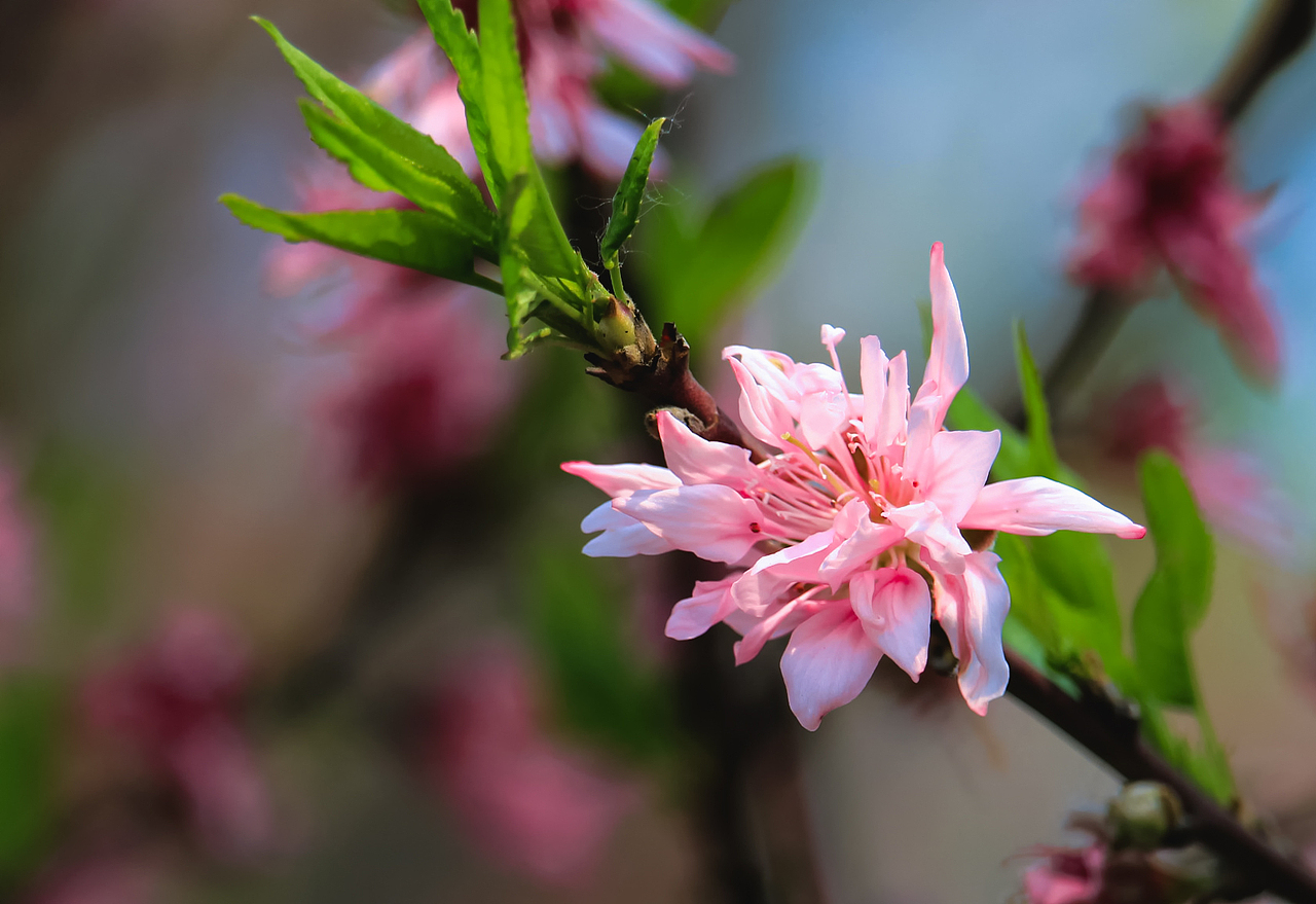 自然四季风光（图ZMzQ3NjEzMjM2） - 风光摄影 - 站酷设计师瀟殇原创素材 - 站酷ZCOOL