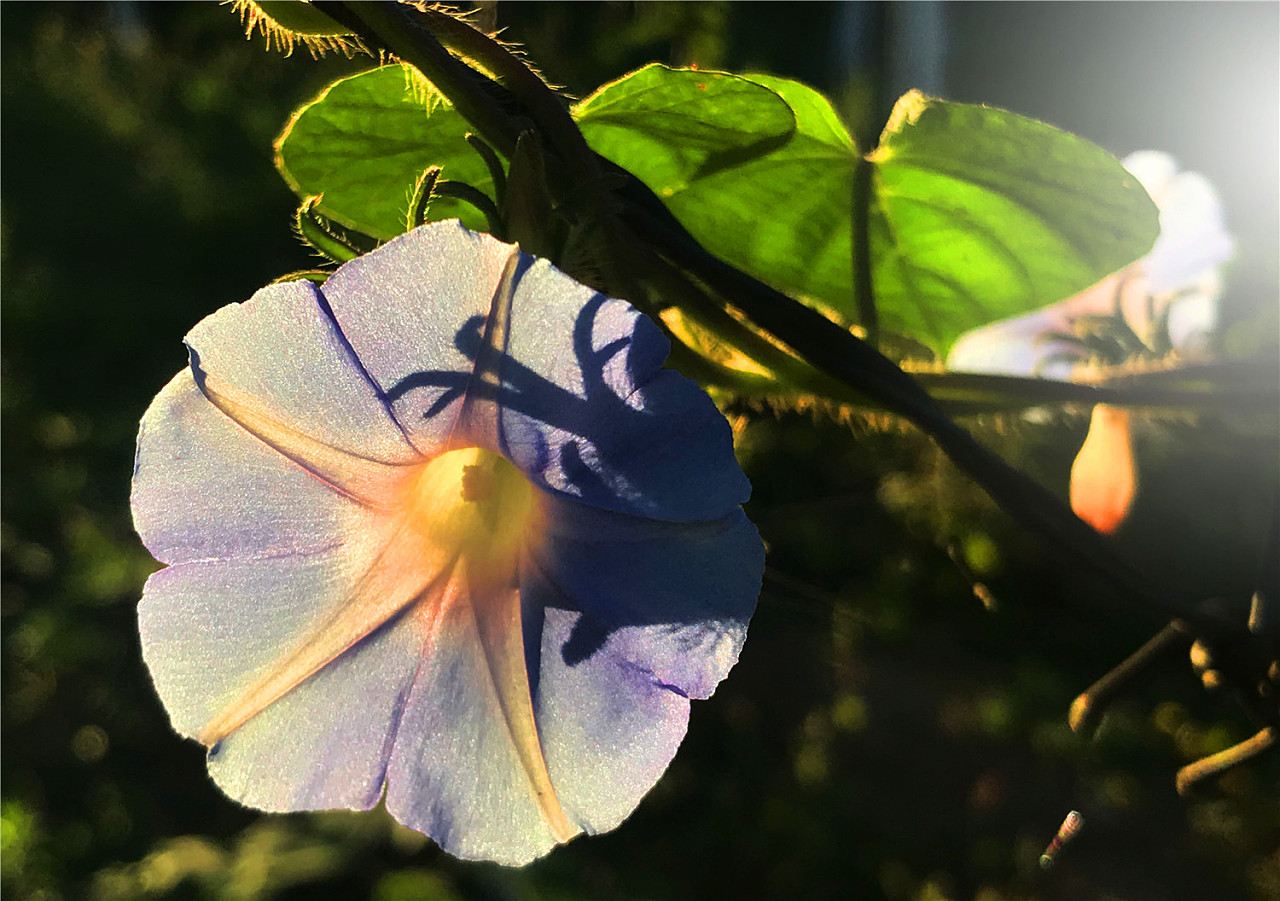 刘勇良手机纪实摄影:喇叭花开的早晨