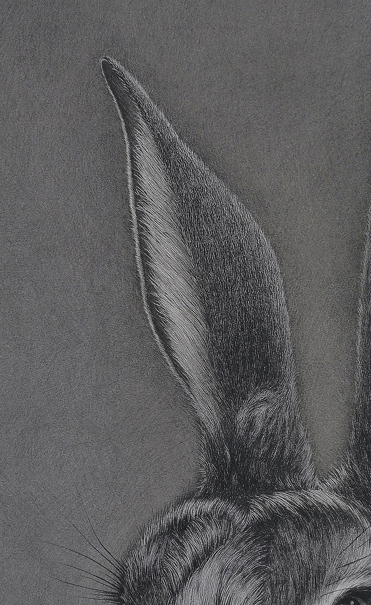 大灰兔（图ZMTg5MzcyNjU2） - 绘画 - 站酷设计师finciel2014原创素材 - 站酷ZCOOL