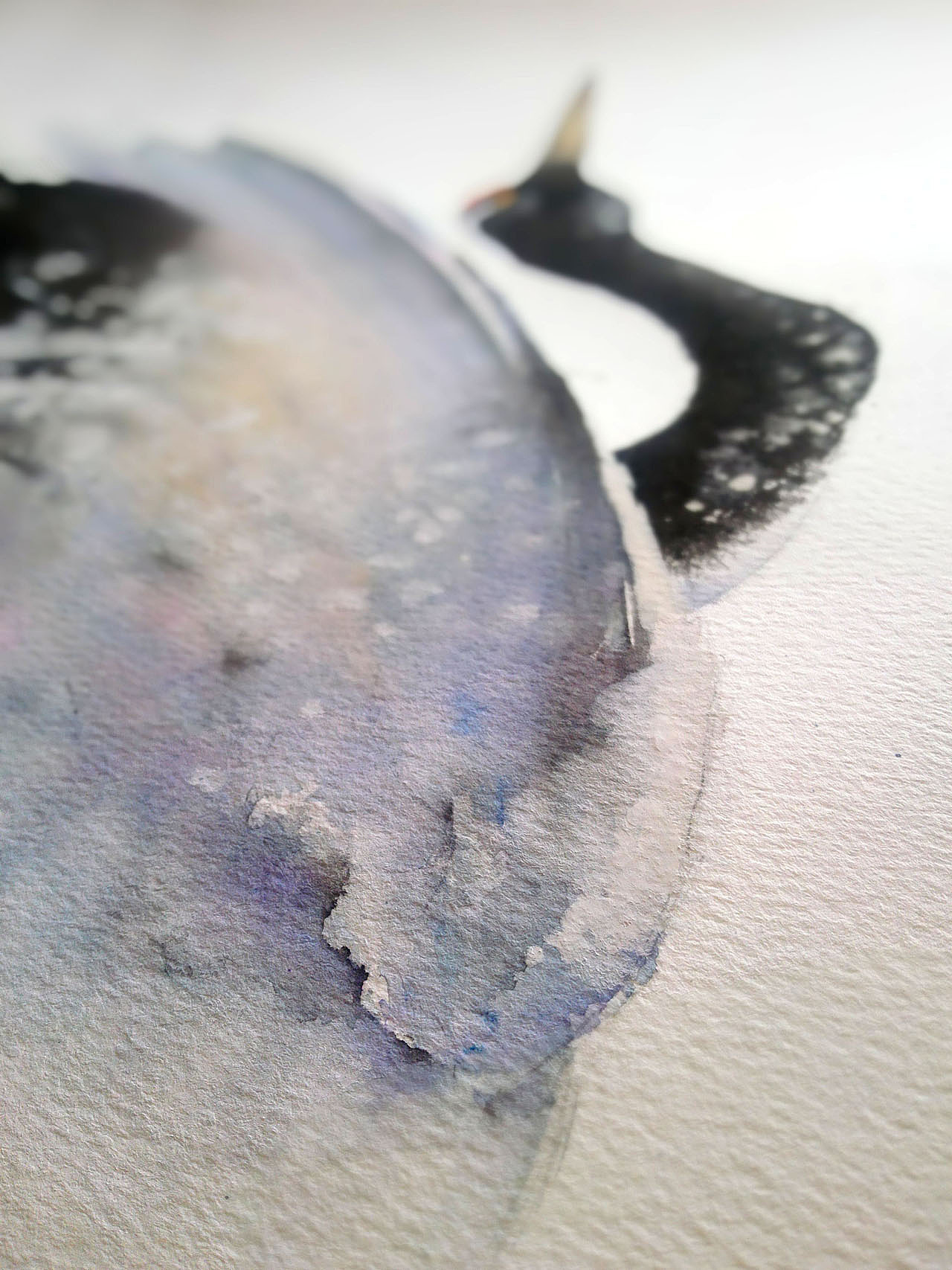 【一行写意水彩画】黑颈鹤——云在青天水在瓶（图ZMTQ1ODk2Mjcy） - 绘画 - 站酷设计师一行EXE原创素材 - 站酷ZCOOL