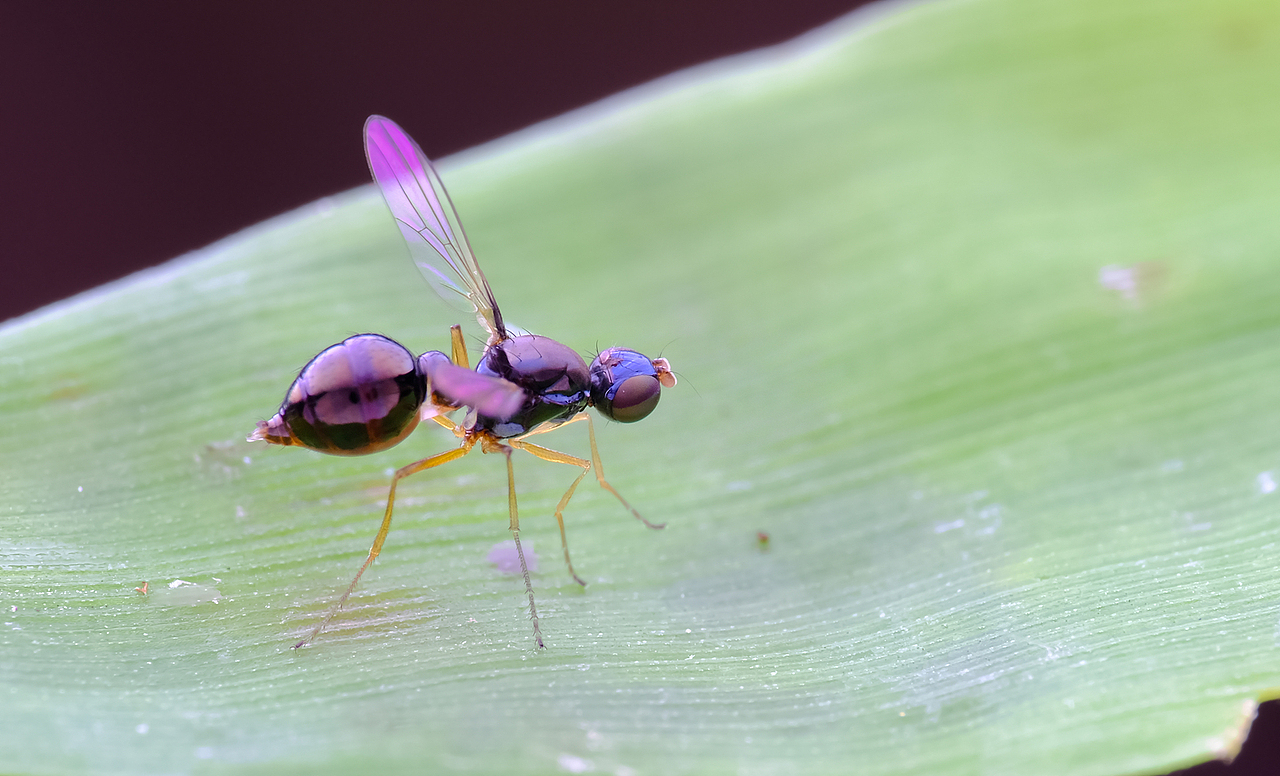 昆虫花语（图ZMTU3ODg2MTI4） - 风光摄影 - 站酷设计师瓜哥微距摄影原创素材 - 站酷ZCOOL