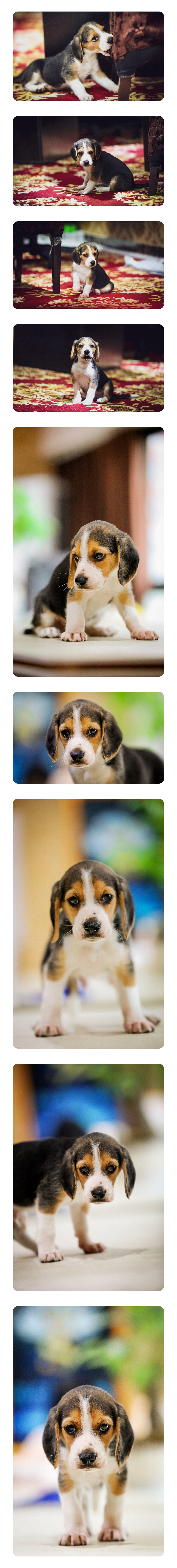 萌宠（图ZMTIzNDc4NjYw） - 宠物摄影 - 站酷设计师小影之家原创素材 - 站酷ZCOOL