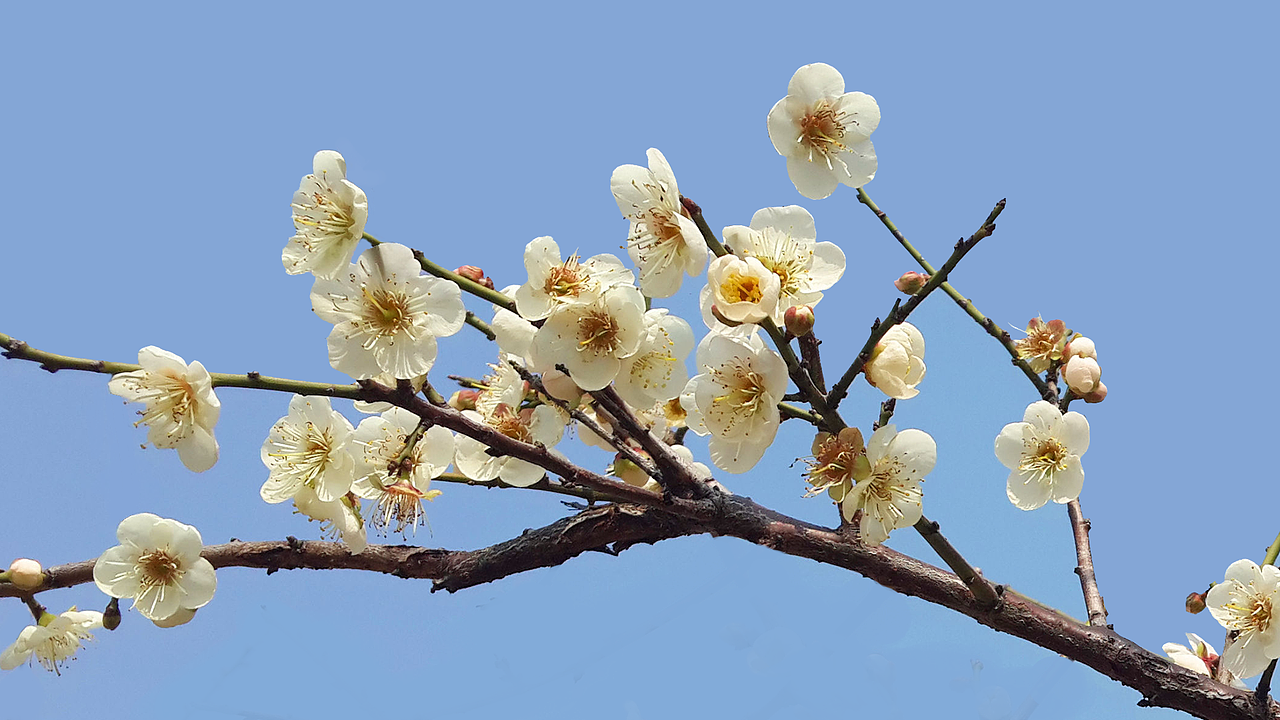萝岗香雪公园赏梅