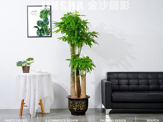 大型室内绿植简易场景拍摄