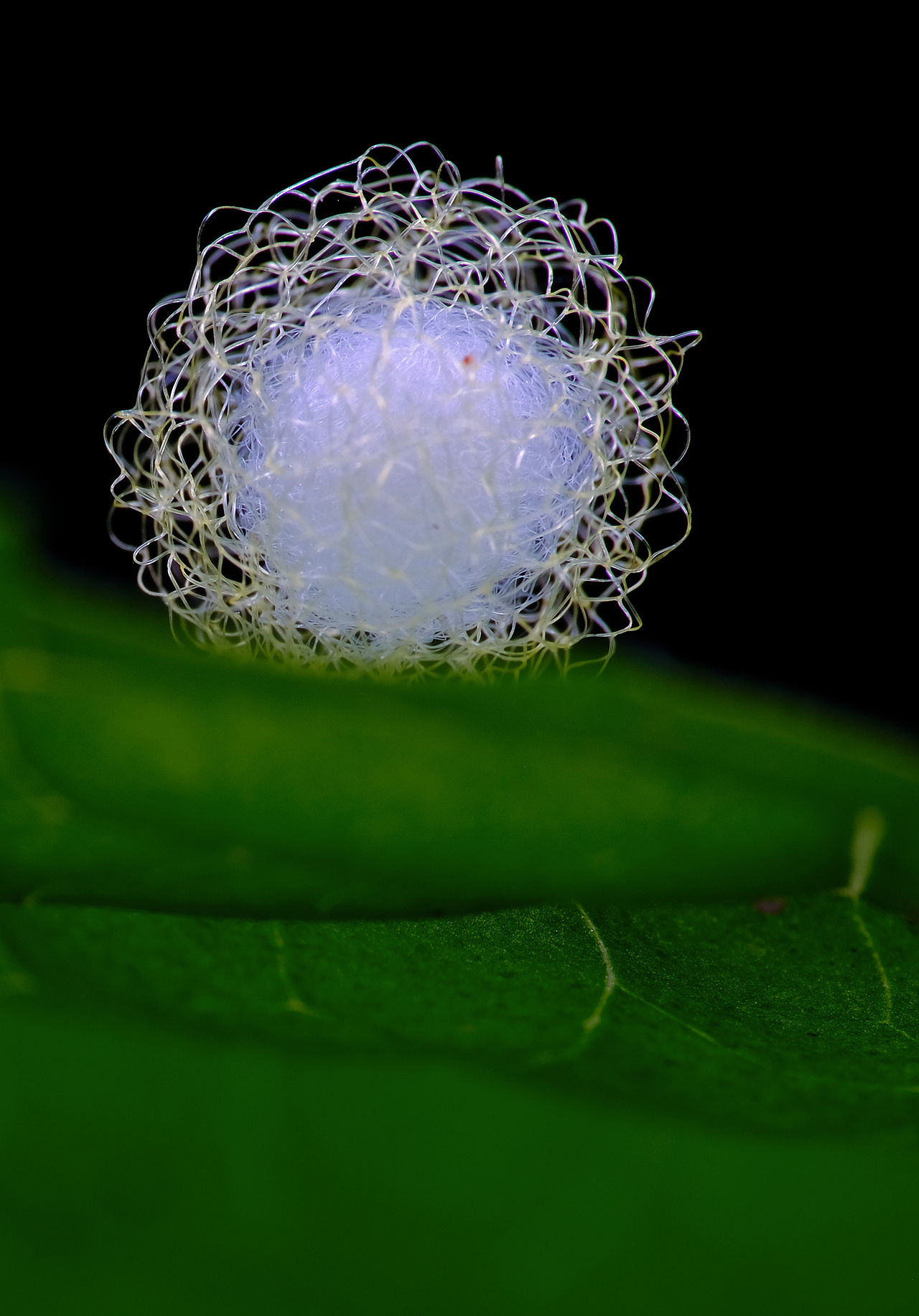 瓜哥微距活动-南昆山之行（图ZMjU1MzIxMjAw） - 其他摄影 - 站酷设计师瓜哥微距摄影原创素材 - 站酷ZCOOL