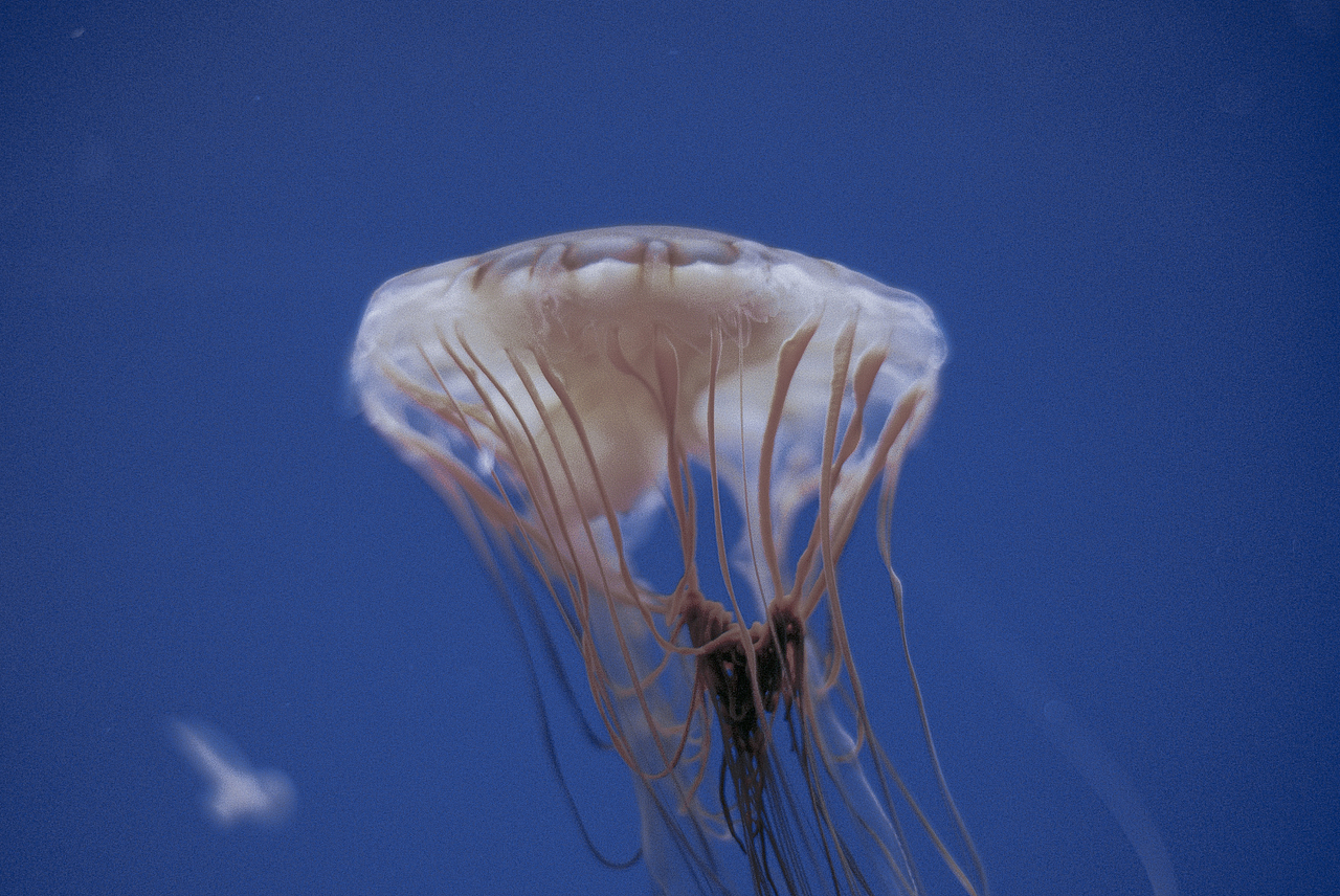 Fall in blue.（圖ZMTQ4NjYwMjA0） - 人像攝影 - 站酷設(shè)計(jì)師hi椰樹原創(chuàng)素材 - 站酷ZCOOL