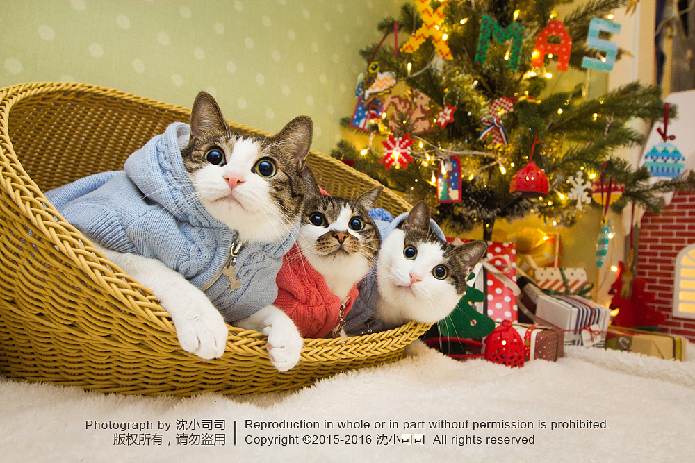喵瑞Christmas(图ZMzg3NzE2MzY=) - 宠物摄影 - 站酷设计师司司Yokey原创素材 - 站酷ZCOOL