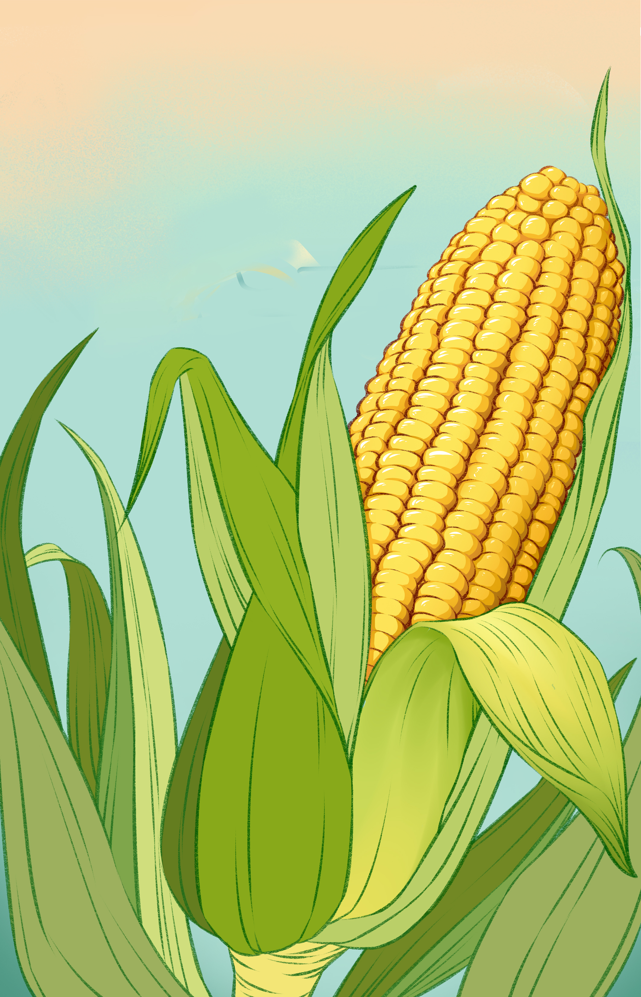 玉米 包装插画设计
