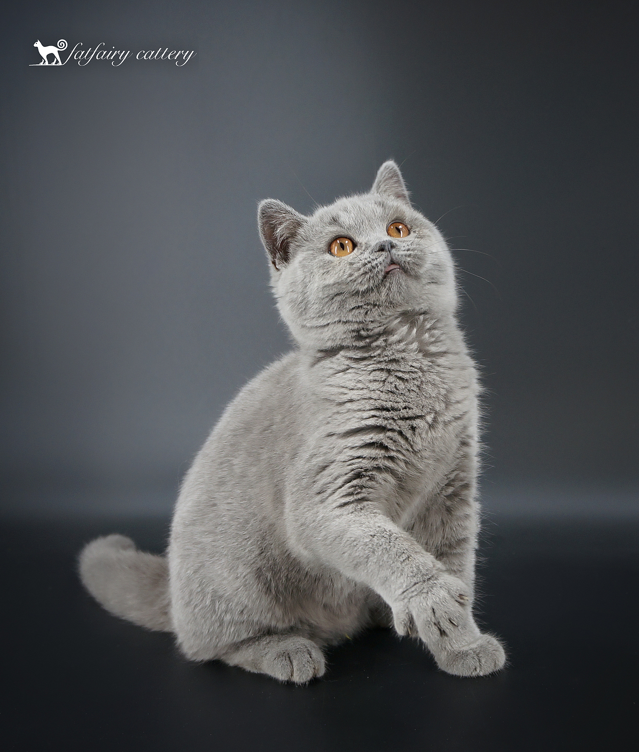 英短蓝猫/蓝白 *【panda西原创作品2】（图ZMTQxNjYxNDAw） - 宠物摄影 - 站酷设计师Panda西原创素材 - 站酷ZCOOL