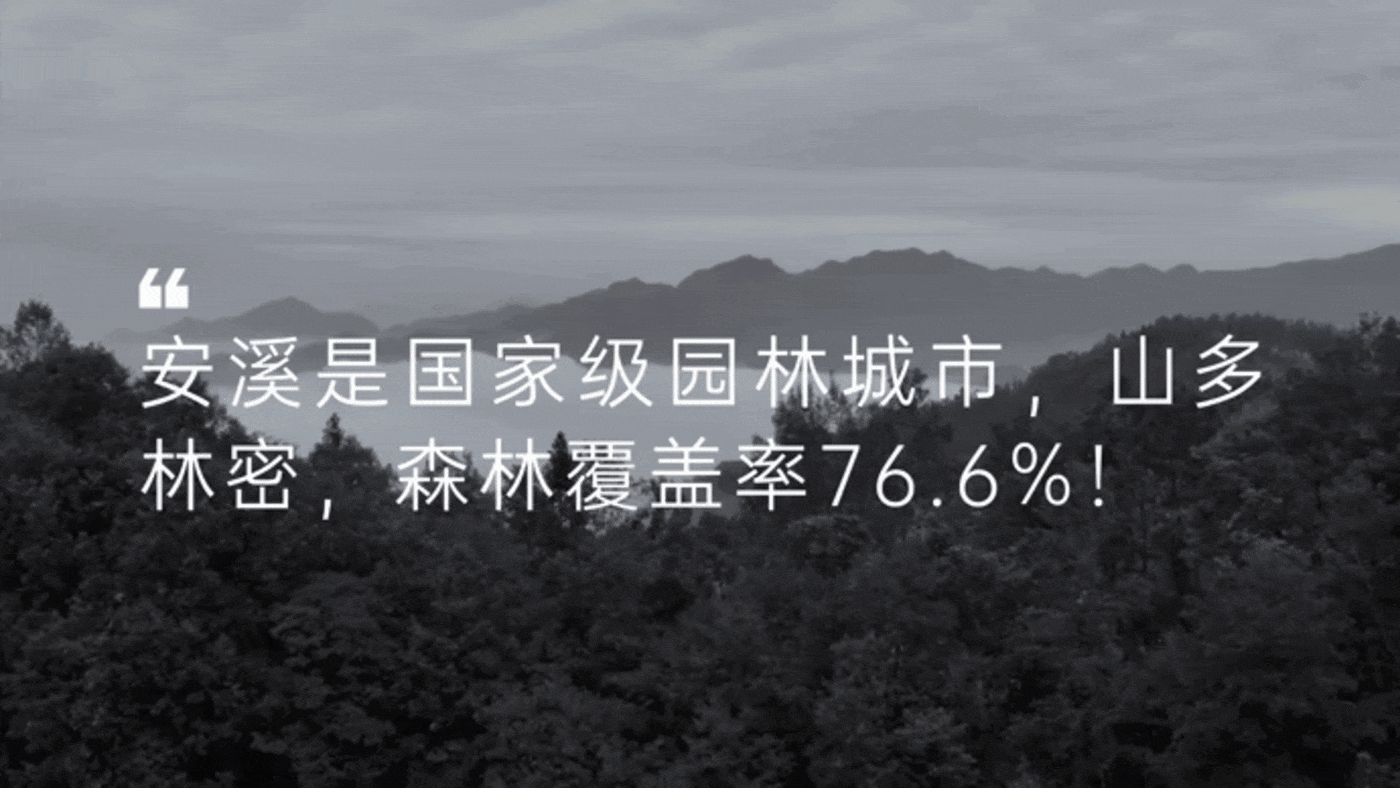 茶包装设计-安溪铁观音包装策划与设计