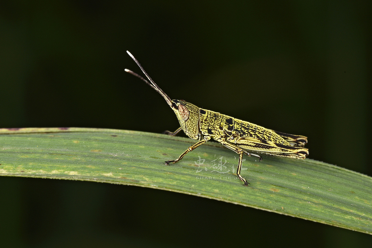 蝗虫若虫(具体种不详) ——杭州闲林