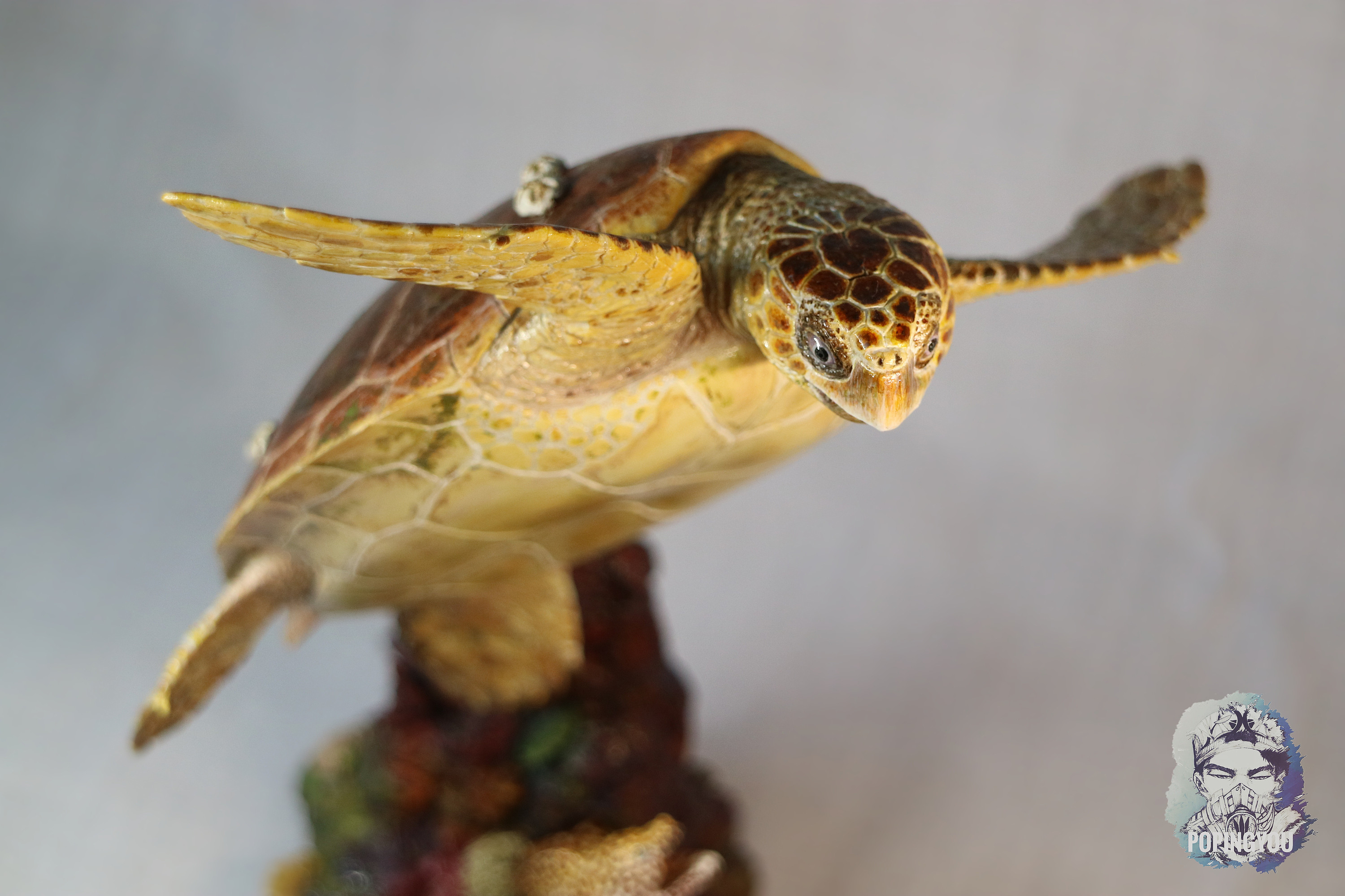 赤蠵龟涂装展示