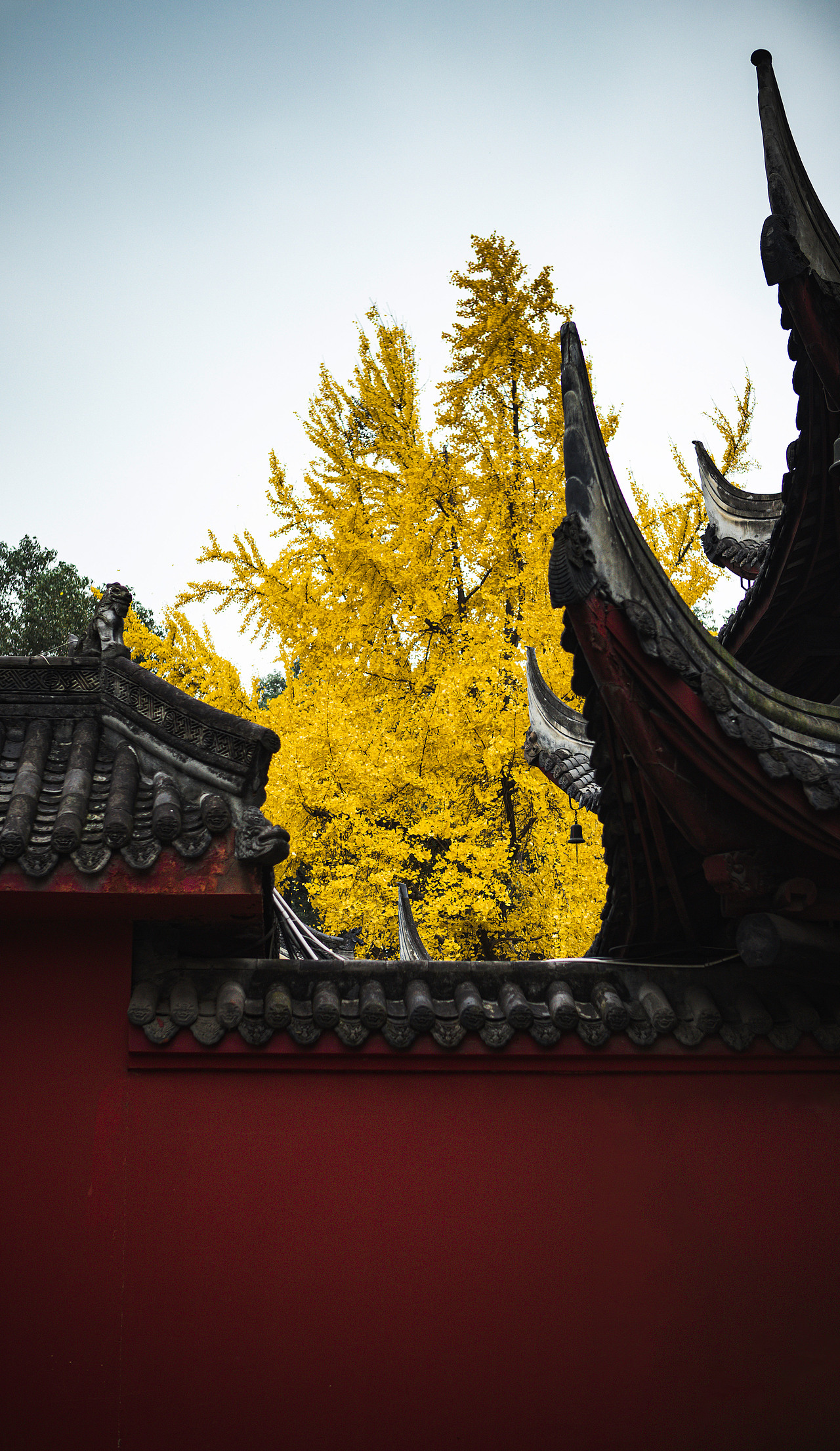 成都·银杏点缀下的文殊院（图ZMjQxNjU2NjQw） - 风光摄影 - 站酷设计师陈风马原创素材 - 站酷ZCOOL