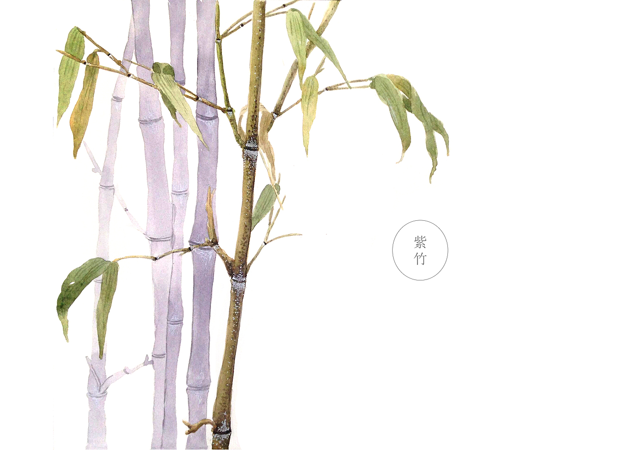 自然笔记（图ZNjg2NTA0MzY=） - 艺术插画 - 站酷设计师早寻原创素材 - 站酷ZCOOL