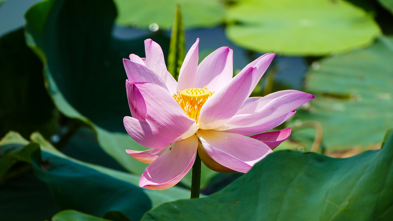 荷花（图ZODI4MDY1MTY=） - 风光摄影 - 站酷设计师看长河原创素材 - 站酷ZCOOL