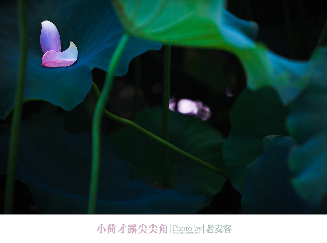 又是一年荷花开（图ZOTc3MTcwOA==） - 风光摄影 - 站酷设计师laomaike原创素材 - 站酷ZCOOL