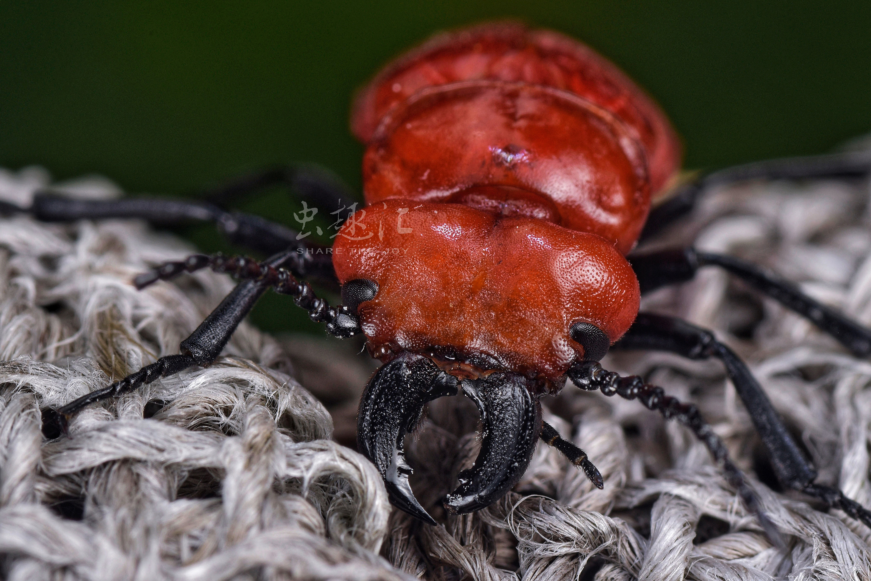 大红芫菁 cissites cephalotes (olivier, 1795)