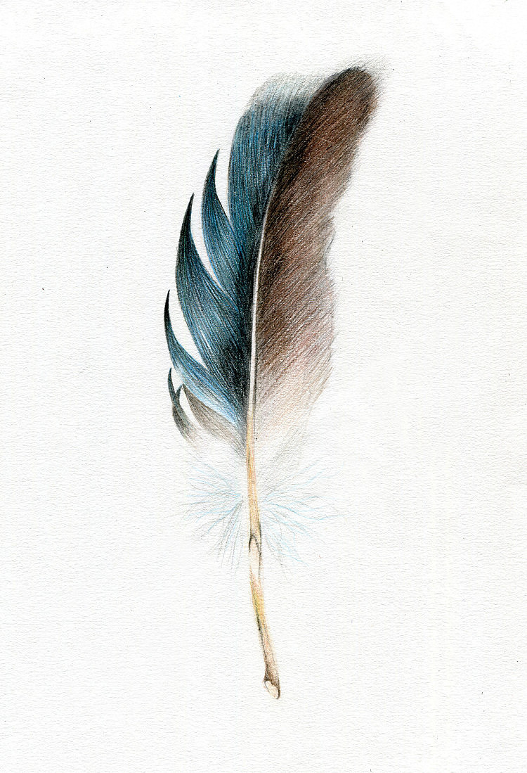 彩铅画--羽毛 - 原创作品 - 站酷(zcool)